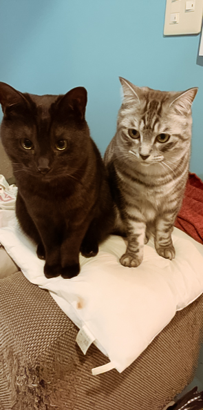 野良の母猫が産んだ幼い兄妹猫と家族に 2才になった現在、「兄妹一緒に迎えて正解だった」としみじみねこのきもちWEB MAGAZINE