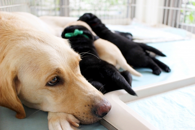 4匹の子犬たちを『同時におすわりさせた』結果 あまりにも尊い光景が17万7000再生「まるで天使」「完璧 可愛すぎてたまらん」と悶絶わんちゃんホンポ