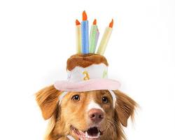 200人に聞いた 愛犬の誕生日プレゼントのおすすめは？後悔したものも一挙公開！ – 犬好き・犬友のプレゼントなら愛犬 ペット専用カタログギフトギフトパレット公式