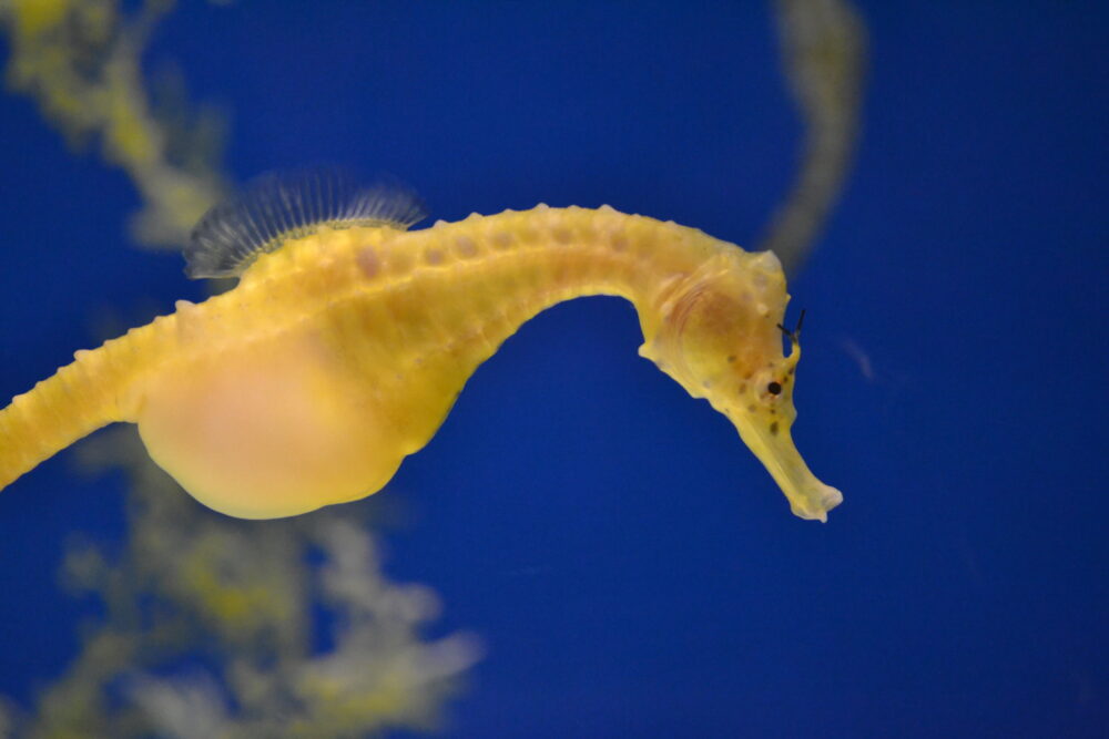 竜の落し子たつのおとしご タツノオトシゴtatsunootoshigo tatsunootoshigo 은 무슨