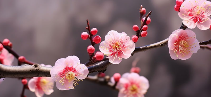 特集 梅・ウメ・うめかぎけん花図鑑