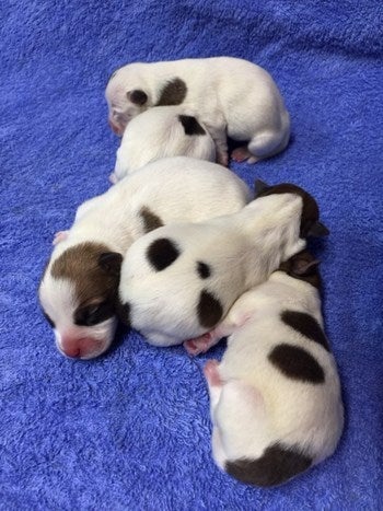 犬の出産平均頭数と犬種別比較小型犬・大型犬の子犬数や影響要素まとめ