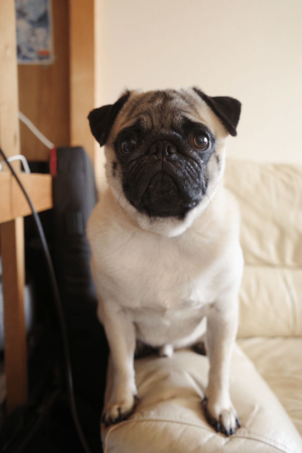 まだ結婚できない男」“激カワ”パグ犬が話題！マネジャー＆飼い主に聞く「田中太郎ってどんなイヌ？」＜完全版＞WEBザテレビジョン