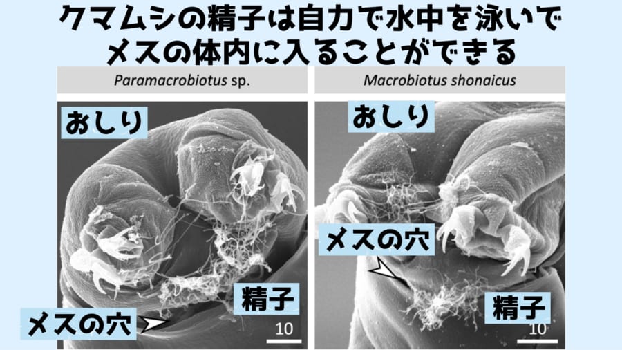 みるく على X: