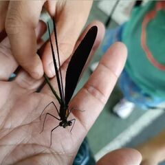 発達障害ではないけれど集団行動が苦手な子どもの特徴と対応方法 -児童発達支援・放課後等デイサービスならウィズ・ユー学童の発達障がい・愛着障害への個別療育を徹底フランチャイズ募集・FC加盟