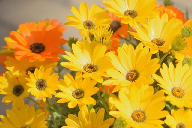 4月10日の誕生花花言葉の由来、誕生日の有名人、何の日かも解説HanaSaku