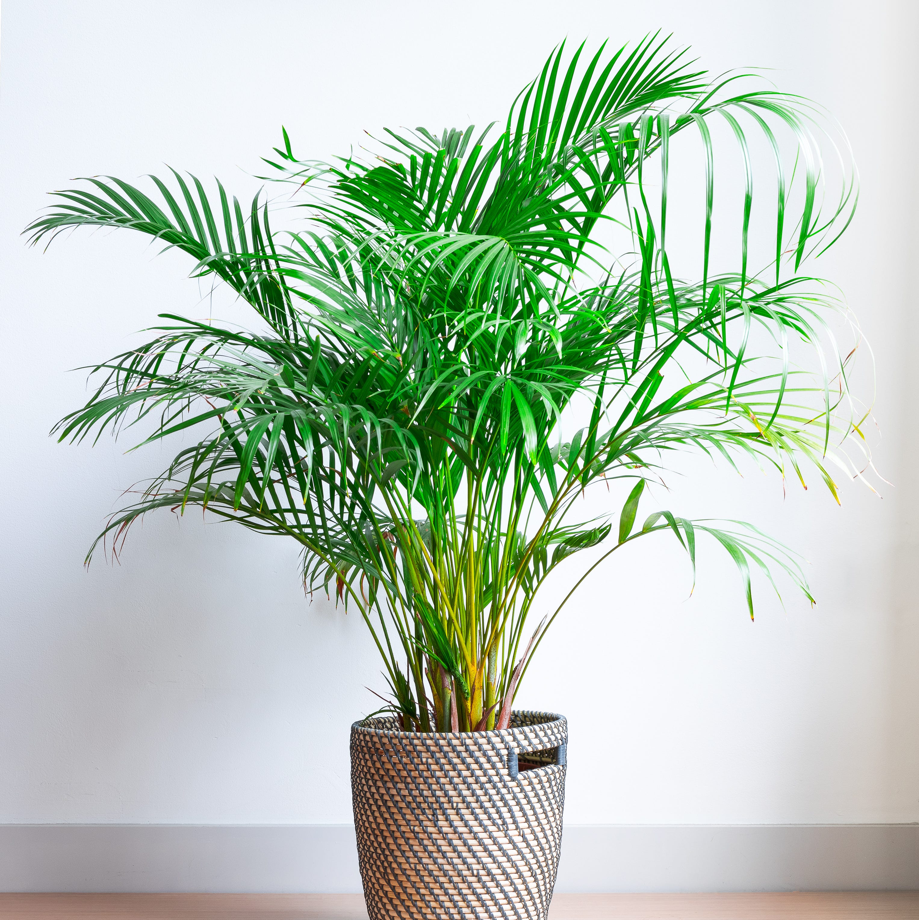 カラーとアロマで育む子ども部屋インテリア心理的効果と成長に合わせたコツ – ラグリエ