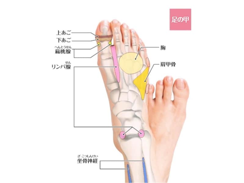 足つぼ 模型 足裏