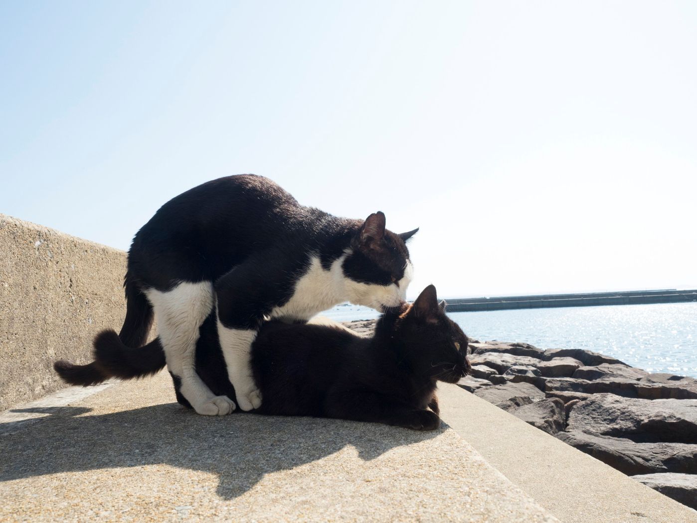 Amazon | ローター 女性用 さくらの恋猫