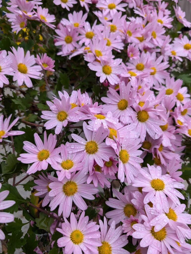 アオアシ 花付き合うTikTok