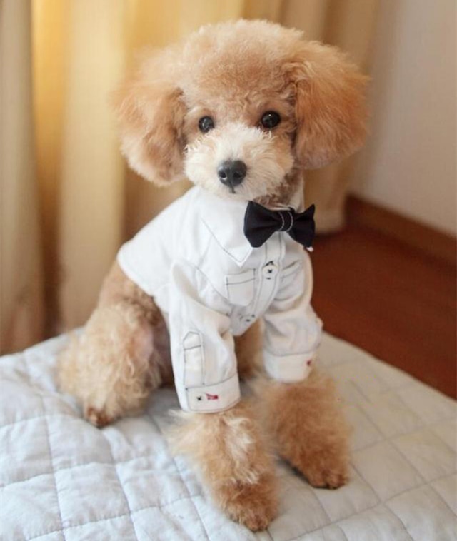 楽天1位 犬用 タキシード 犬服 フォーマル 結婚式 礼服 つなぎ ワンちゃん 犬 ドッグウエア 犬 服 蝶ネクタイ 黒 コスプレ お祝いウエディング ブライダル ドッグウェア ペットウェア お出かけ リングドッグ おしゃれ ドレスアップ パーティー 定形外送料無料！ＭＹ ＢＡＢＹ