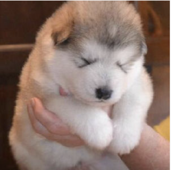 ポンスキー」のアイデア 680 件ポンスキー, シベリアンハスキーの子犬, シベリアンハスキ