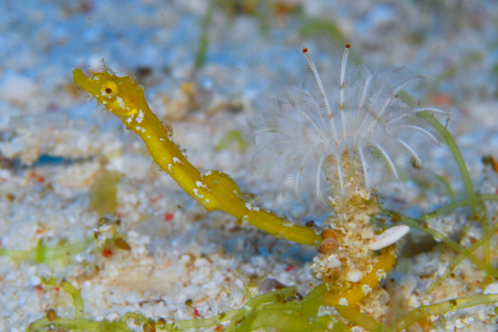 今年は辰年！ ダイビングで海のタツを見に行こう大阪梅田でダイビングライセンス取得するならダイビングクラブシーベル