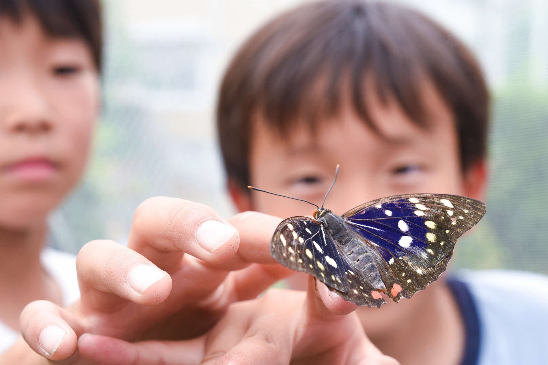 おりがみ 手作りできちゃう「雄蝶雌蝶」 の作り方🦋 - YouTube