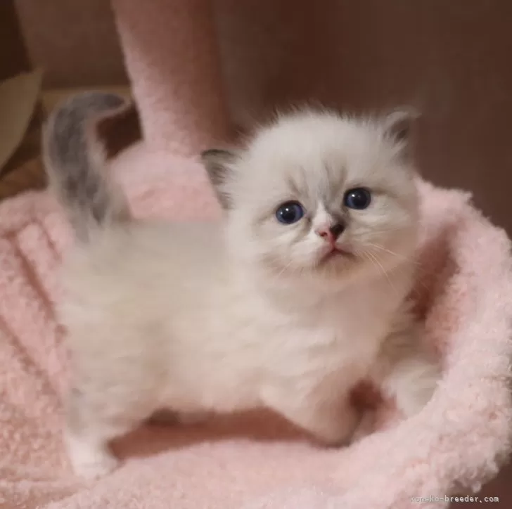 やんちゃ」と「おてんば」の違いとは?分かりやすく解釈意味解説辞典