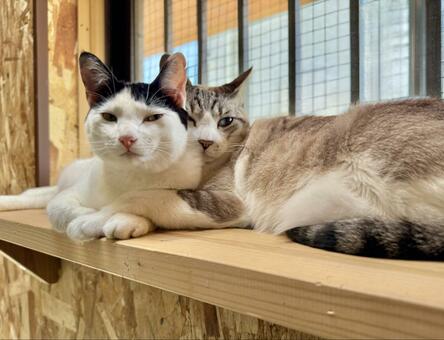 猫の里親募集 神奈川県・雑種・元気いっぱい仲良し兄弟！2匹一緒に ID:2209-00832 ハグー -みんなのペット里親情報