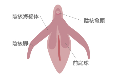 クリトリスの皮の剥き方とは？クリトリス包茎でも上手に剝くコツ！ | ゼブラ｜出会い系とセックスの攻略サイト