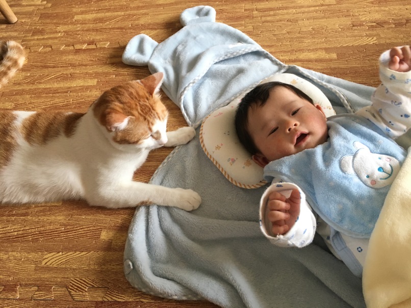 においチェック係も登場！4匹の愛猫たちに初めて“生後間もない赤ちゃん“をお披露目したら ？ねこナビ