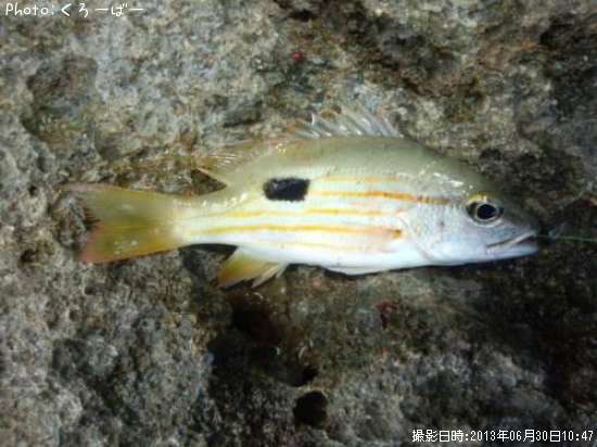 世界自然遺産「屋久島」を満喫し、帰途へ（４日目）: どた３は永遠にⅡ