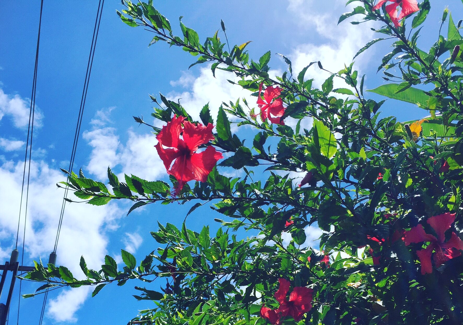 Hawaiiの風を感じるサロン ～kilinahe キリナへ ～宇都宮 写真撮影 出張可！家族 子供 ペットも可オハナシャシン