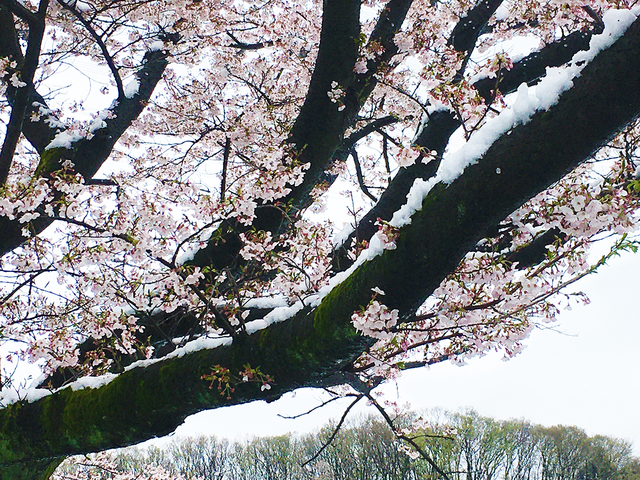 多摩市】珍風景！満開の桜に雪化粧？昨日多摩ニュータウンでも積雪で幻想的風景に！ | 号外NET