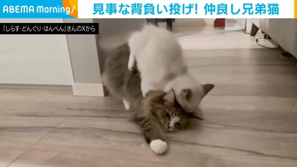 重すぎる愛情表現に“背負い投げ”！仲良し兄弟猫の姿に「1本!!お見事」「綺麗に投げられてる！」と反響続々話題ABEMA TIMESアベマタイムズ