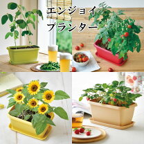 初心者にもおすすめの育てやすい花33選多年草と一年草で分けてご紹介🍀GreenSnap グリーンスナップ