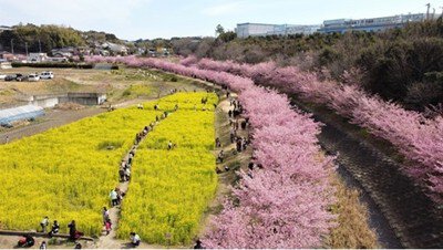 2024アスペクタ河津桜 南阿蘇一のお花見イベント。圧巻の6,700本。貞春桜まつりあそびなっせ