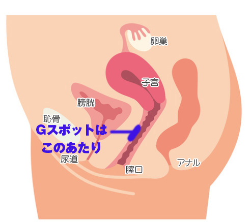 手マンでＧスポット、奥Ｇスポット、Ｔスポットを責めると尿意感が強い - トーリー佐藤の愛の脳イキとポルチオセックスによる中イキ