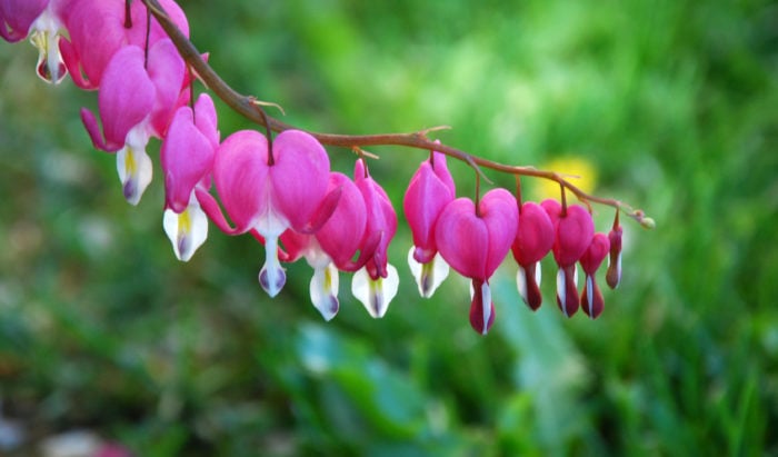 4月の誕生花 誕生日の花と花言葉の一覧 – &YOUKAENアンドユーカエン