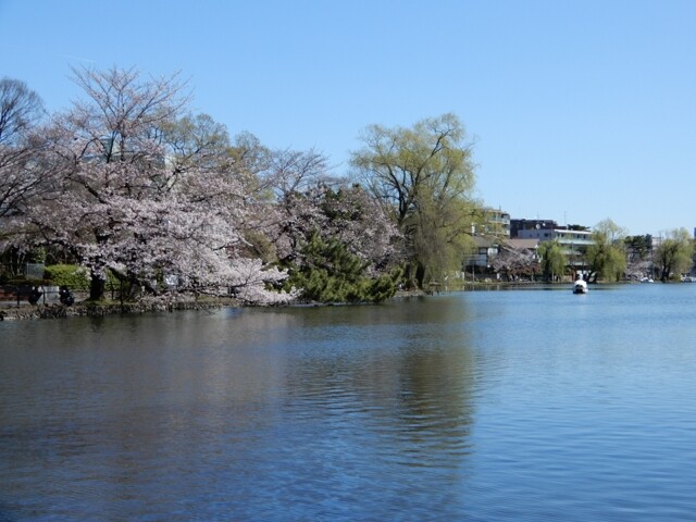 グルメな「石神井民」が夜な夜な集う】和食 はやかわ（石神井公園）-喜酔人は今日も直行直帰！