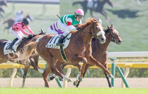 最後は流して“8馬身差” まだ上積みも見込めるヤマニンバロネスに☆5つ！【2歳馬チェック】 (優馬)