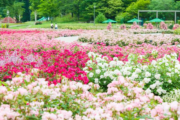 クーポン : クローバー|可児市のリラクゼーションマッサージ