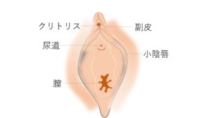 クリトリスを大きくしたい♥】3ヶ月かけてクリを肥大化してみて分かったこと - おなふれ.com