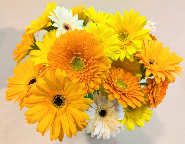 友達・信頼・絆 友情を意味する花言葉をもつ花一覧