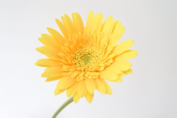 友達・信頼・絆 友情を意味する花言葉をもつ花一覧