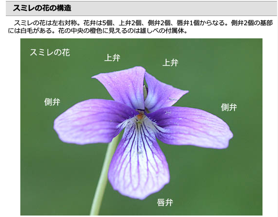 柘・10.5mm・苗字か名前彫刻星野印房WEBSHOP