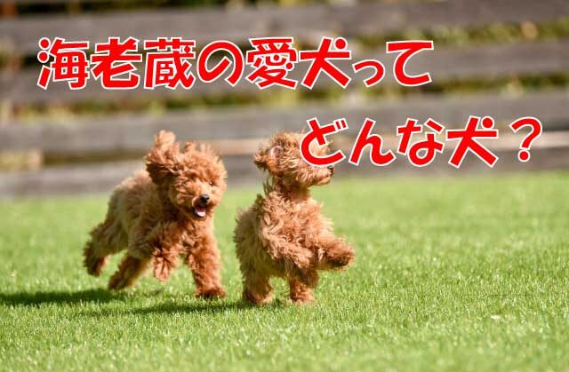 市川海老蔵の愛犬って知ってる？海老蔵の愛犬の犬種や名前を紹介ワンコとHappy life