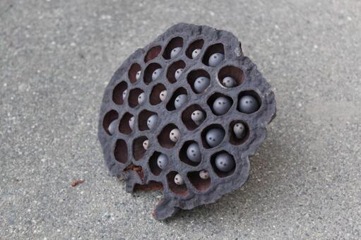 集合体のきのこの写真・画像素材-Snapmart スナップマート