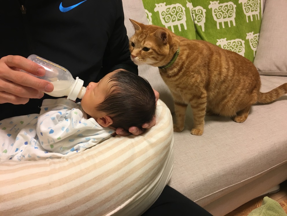 RT by @ftv_tenki: 今日は雨だからお散歩行けないニャ?☔️ 空ネット猫と赤ちゃん 猫ねこネコにゃんこ保護猫2023.06.14福島テレビ FTV X 旧ツイッター 情報