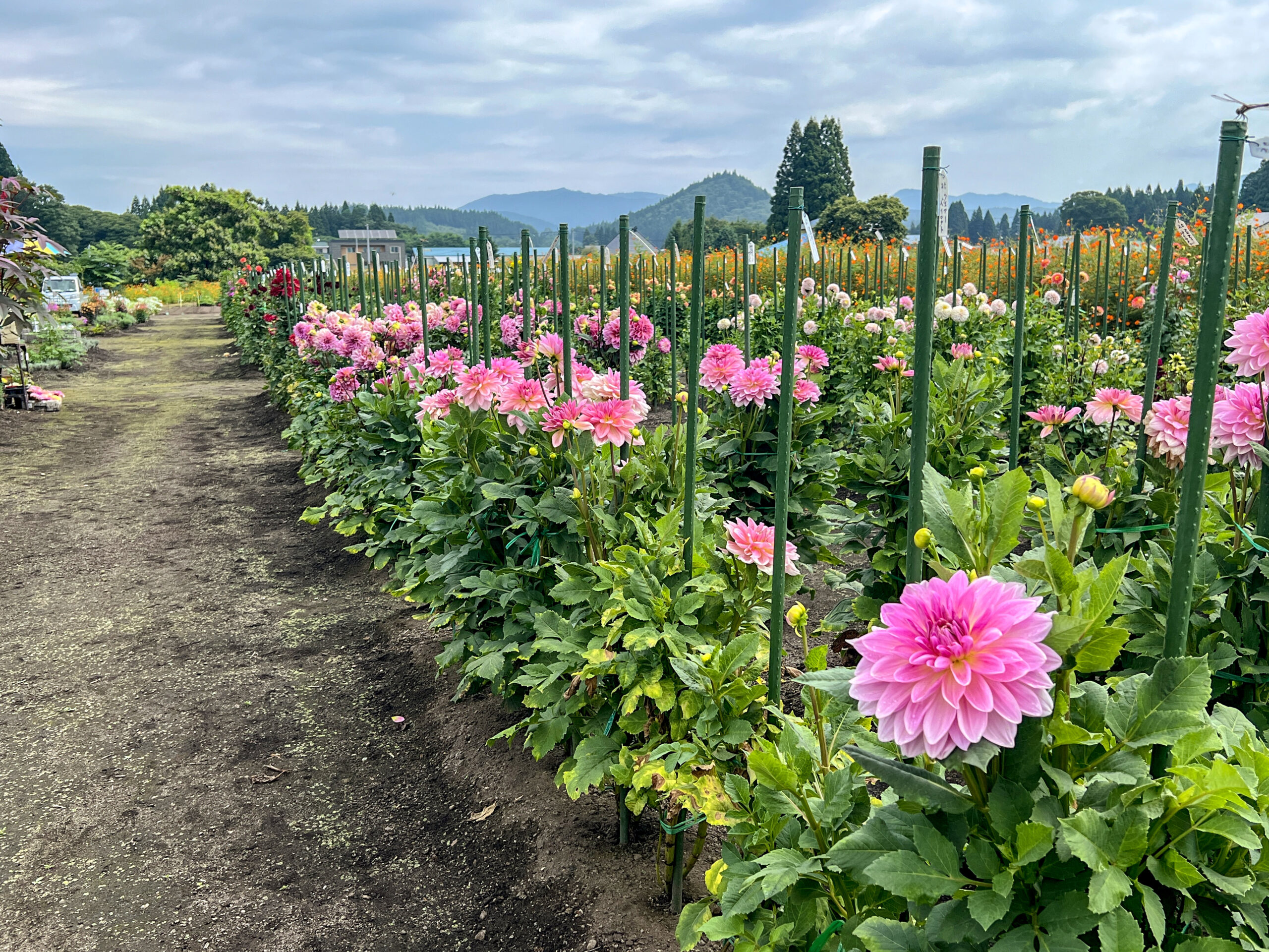 佐野ダリア園 | 房総タウン.com