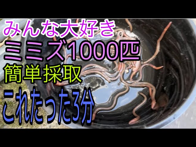 天然採取のシマミミズ 1000匹 ミミズコンポスト 土作り イモリ