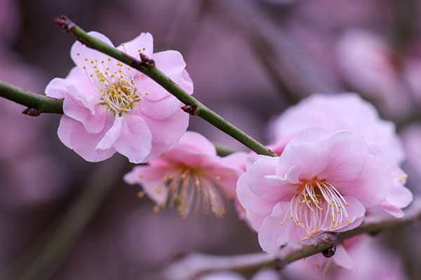 ウメ 梅 ：はなかみ 花香実 4～5号ポット の通販園芸ネット
