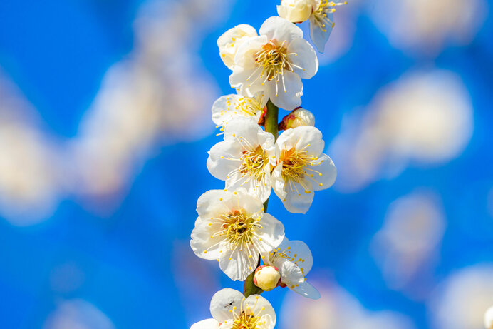 香り高く春の訪れを告げる梅の花。九州福岡の梅観スポット３選－ルアンマガジン
