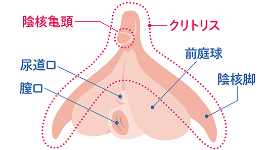 クリトリスオナニーやり方！イク方法とコツ - 夜の保健室