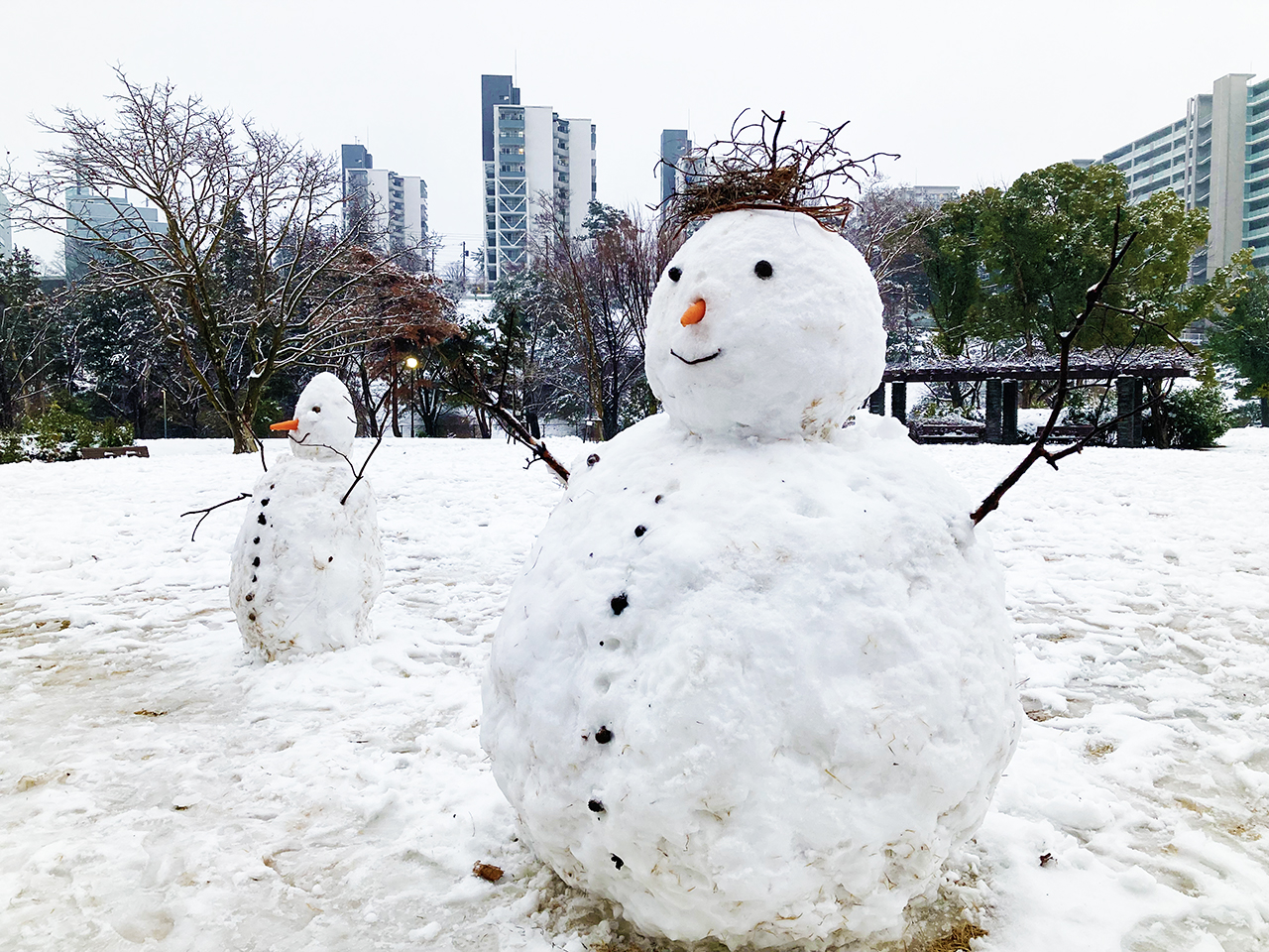 冬枯れの樹木に雪の花 雪1/24 （多摩市）