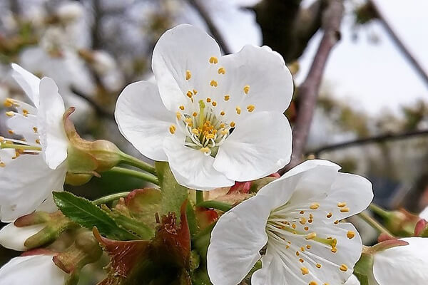 4月9日の誕生花は？ミヤコワスレの花言葉・由来を紹介お花のギフト通販 ブルーミーストア