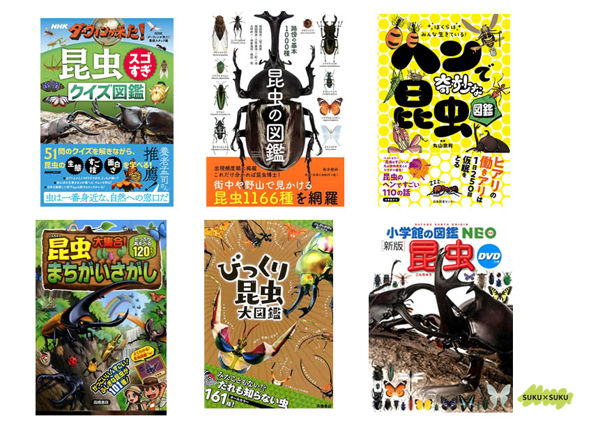 baby Cheer 2025 Autumn&Winter POMPOMPURIN Collection