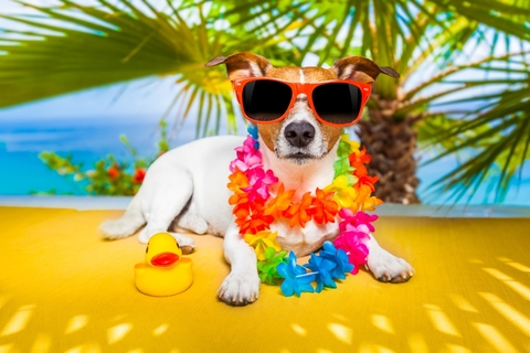 ハワイ語 名前 女の子TikTok