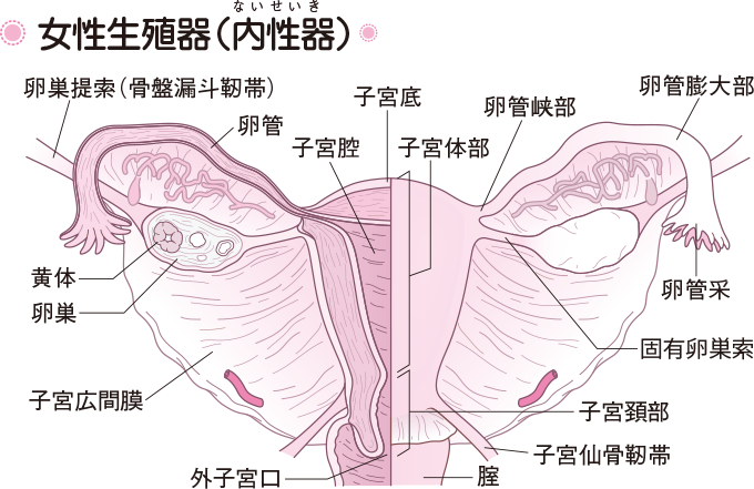 精子に良い食べ物は？質や運動率を上げる食生活とサプリ活用法 | 妊活ならベビーライフ研究所